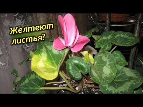 Болезни и вредители цикламена: как эффективно бороться