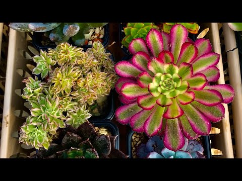 Эониум (Aeonium) - виды, сорта, размножение, уход, секрет успешной культуры - мастер Георгий Аристов