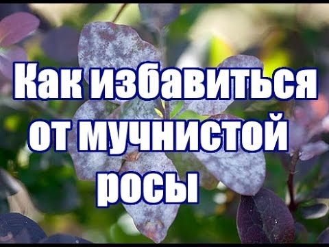 Мучнистая роса / Профилактика и меры борьбы