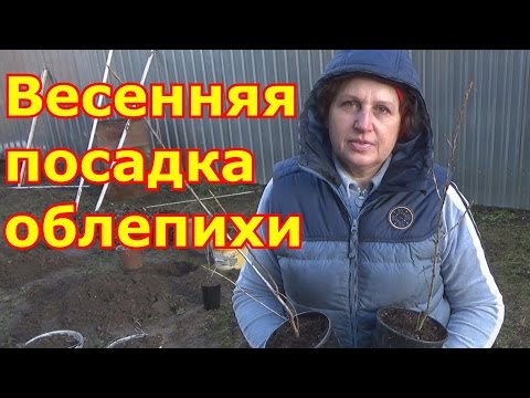 Весенняя посадка облепихи. Как отличить мужскую облепиху от женской