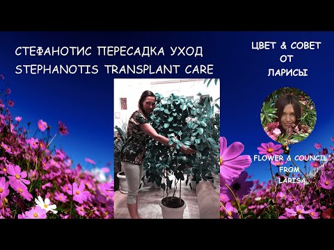 СТЕФАНОТИС КАК ПЕРЕСАДИТЬ, УХОД | Стефанотис уход в домашних условиях видео