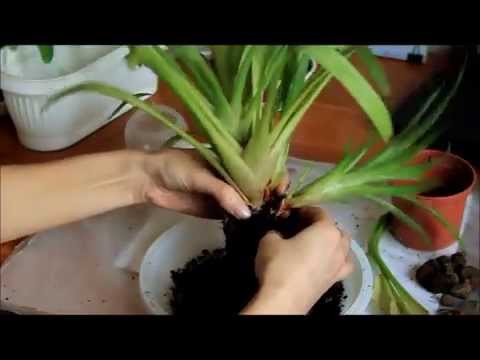 Как отделить деток Гузмании (Guzmania)