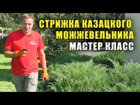 Казацкий можжевельник. Мастер класс по стрижке, обрезке можжевельника.