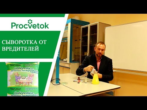 Тля и трипсы, мучнистая роса. Дешевый и эффективный способ борьбы.