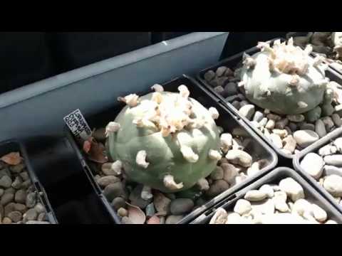 Lophophora collection / коллекция лофофор, итоги зимовки