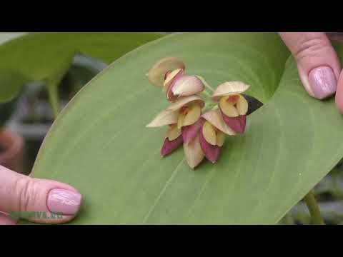 Максиллярия (Maxillaria) – симподиальная орхидея.