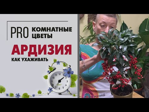 Ардизия - комнатное растение с прекрасными ягодами. Зимнее, плодоносящее, декоративное...