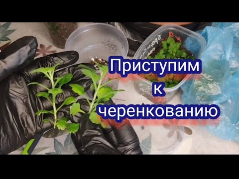 Черенкование хризантемы мультифлора. Когда черенковать и какие черенки брать 🧐🧐🧐