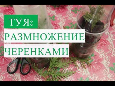 Туя Размножение Черенками.