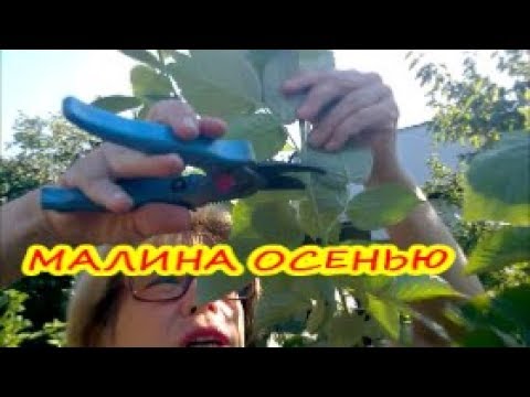 МАЛИНА ОСЕНЬЮ: УХОД, ОБРЕЗКА, ПОДКОРМКА