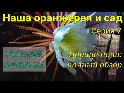 Наша оранжерея и сад — Серия 7 — Царица ночи (Селеницереус): полный обзор