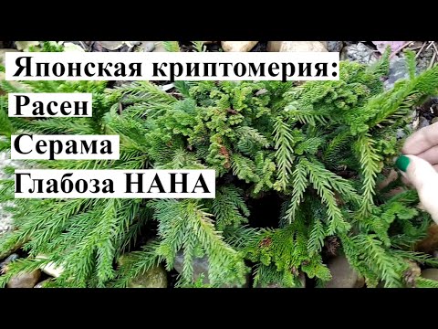 ОБЗОР САДА Мой САД УКРАШАЕТ японская КРИПТОМЕРИЯ! Расен,Серама, Глабоза НАНА. японский кедр