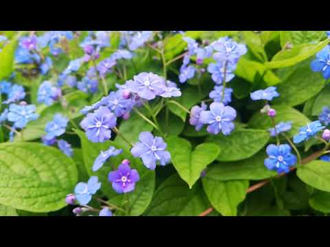 Omphalodes verna.Пупочник весенний