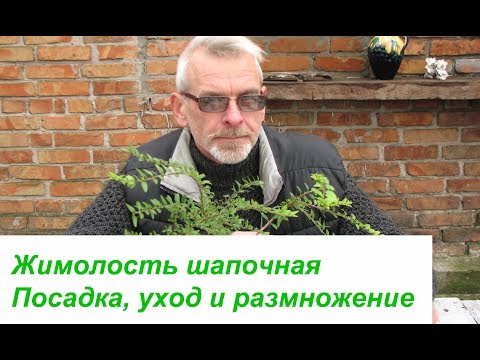 Жимолость шапочная Посадка, уход и размножение