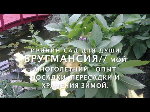 БРУГМАНСИЯ//Мой многолетний опыт размножения черенками, посадки, пересадки и сохранения зимой.