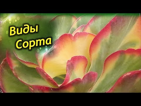 Виды и сорта каланхоэ! Фото и описание сортов!