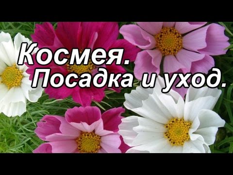 Космея.Посадка и уход.