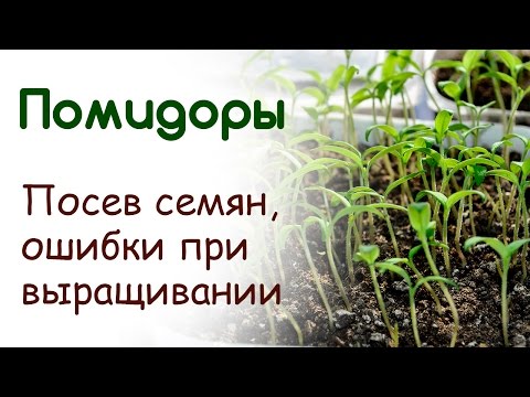 Посадка рассады помидор. Посев томатов. Ошибки при выращивании томатов