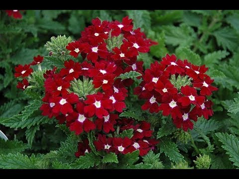 Вербена бонарская – королева цветника | Garden Industry - Каталог Садовая индустрия