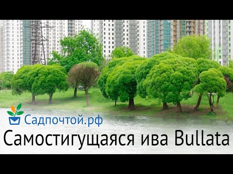 Самостригущаяся ива ломкая Bullata