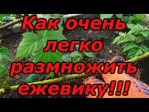 ЕЖЕВИКА - СУПЕР СПОСОБ РАЗМНОЖЕНИЯ !!! Зимнее размножение ежевики.