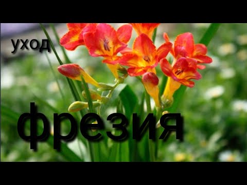 Как ухаживать за,,ФРЕЗИЕЙ,,☝️🌺