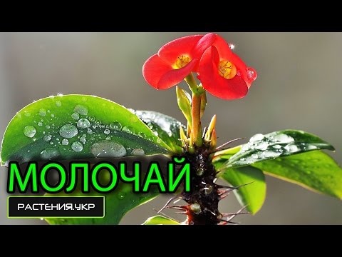 Молочай эуфорбия / комнатное растение молочай (1 часть)