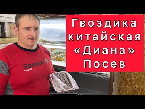 Гвоздика китайская «Диана». Посев