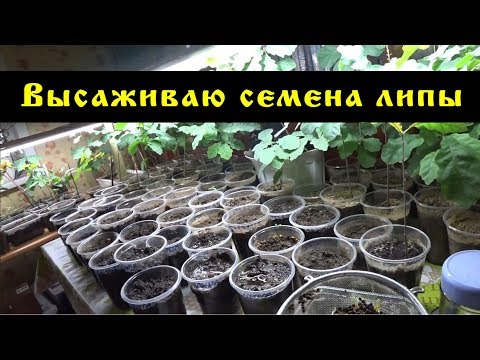 Высаживаю семена липы.