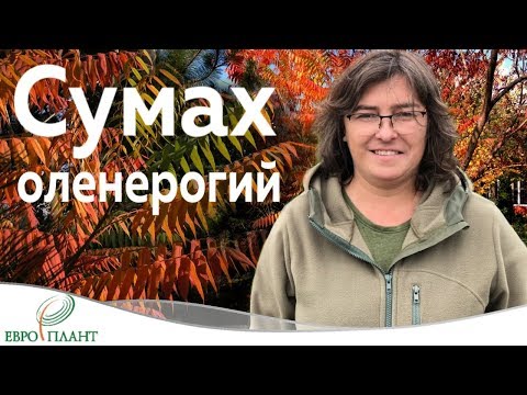 Сумах оленерогий или уксусное дерево