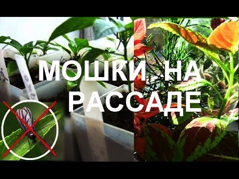 МОШКИ на комнатных цветах и РАССАДЕ. КАК ИЗБАВИТЬСЯ