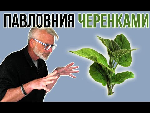 ПАВЛОВНИЯ / Размножение зелёными черенками / Игорь Билевич