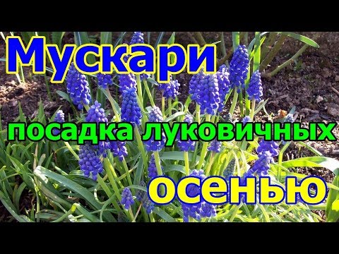 Мускари. Посадка луковичных осенью.