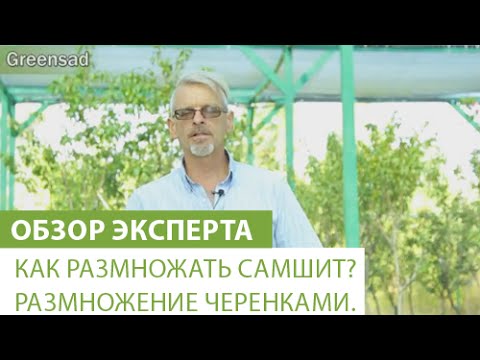 Как размножать самшит? Размножение черенками.