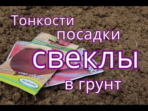 Тонкости посадки свеклы в открытый грунт. (07.05.2016)