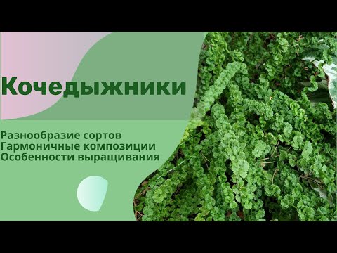 Папоротники в ландшафтном дизайне. Кочедыжники