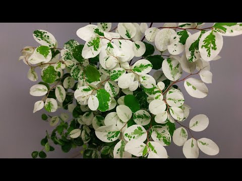 Монолог про цветок - Брейния снежная (Breynia nivosa)