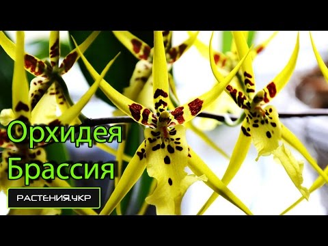Виды орхидей / Брассия