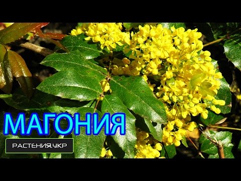 Магония падуболистная / Магнолия посадка и уход / цветущие кустарники