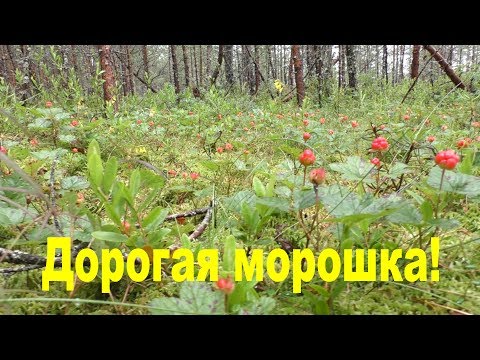 Почему морошка такая дорогая? Дневник грибника 22 июля 2017 года.