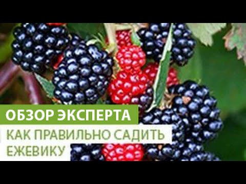 Как правильно сажать ежевику. Уход за ежевикой