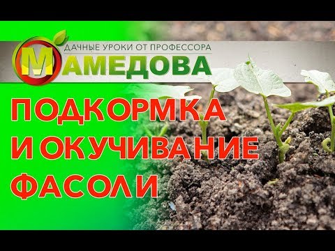 Подкормка и окучивание фасоли.