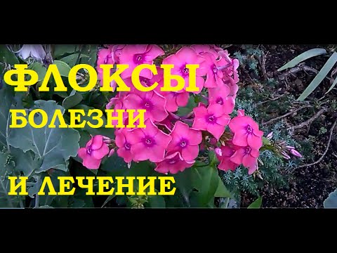 Флоксы Болезни и лечение