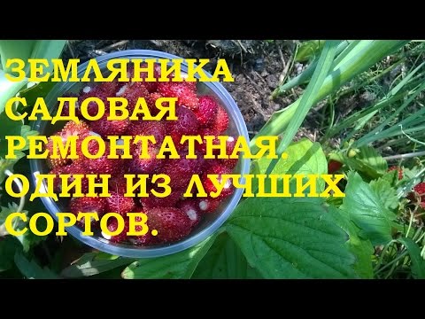 Земляника садовая ремонтантная, безусая. Один из лучших сортов!