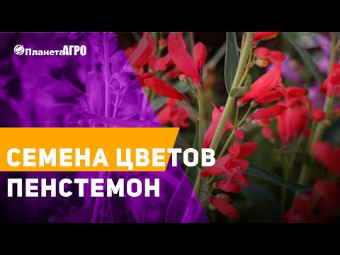 🥀 Семена цветов Пенстемон 🌿 Планета Агро