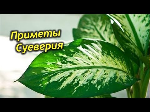 Диффенбахия в доме. Приметы и суеверия. Польза и ядовитость диффенбахии.