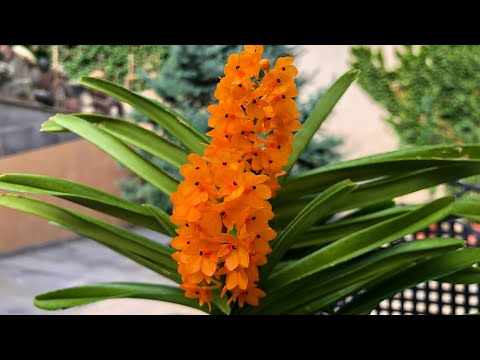 ОРХИДЕЯ Vanda miniata (Ascocentrum miniatum) Цветение и уход.