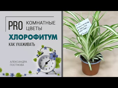 Комнатное растение Хлорофитум | Вся правда об этом зеленом красавце