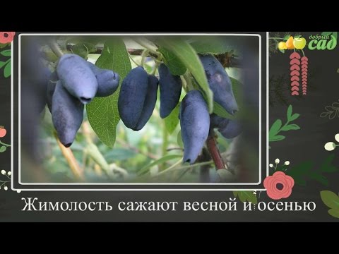 Посадка жимолости - как правильно посадить жимолость