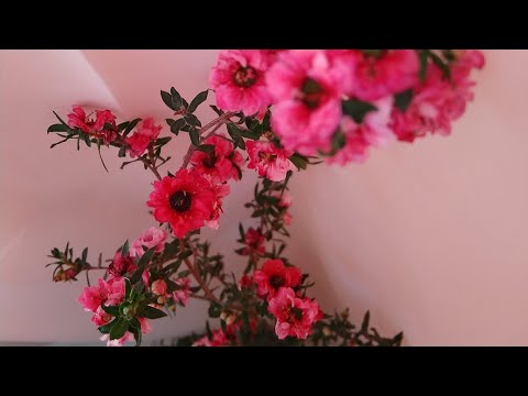 Лептоспермум/Манука. Leptospermum. Особенности содержания в комнатных условиях.